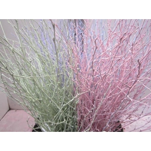 Berken Mix Pastel L70