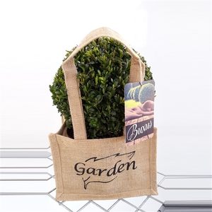 Buxus sempervirens bol 20 in jute tasje