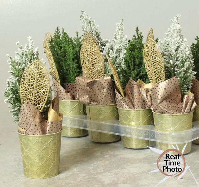 <h4>CHAM L ELLWOODII</h4>