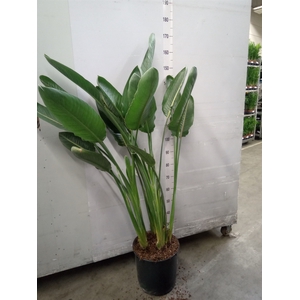 Strelitzia reg.