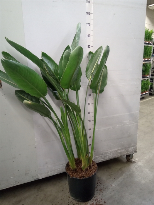 Strelitzia reg.