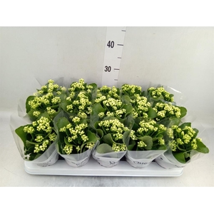 Kalanchoe blos. 'RosFlow Sia'