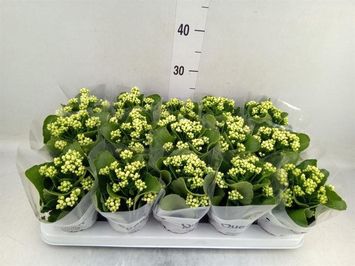 <h4>Kalanchoe blos. 'RosFlow Sia'</h4>