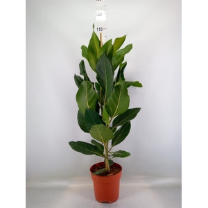 Ficus benghalensis 'Joy'