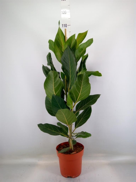 <h4>Ficus benghalensis 'Joy'</h4>