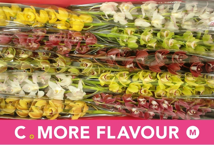 <h4>CYMB MI GEM</h4>