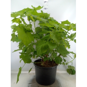 Sparrmannia africana