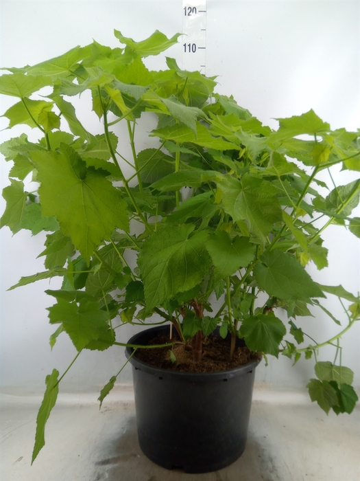 <h4>Sparrmannia africana</h4>