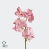 Lathyrus od salmon