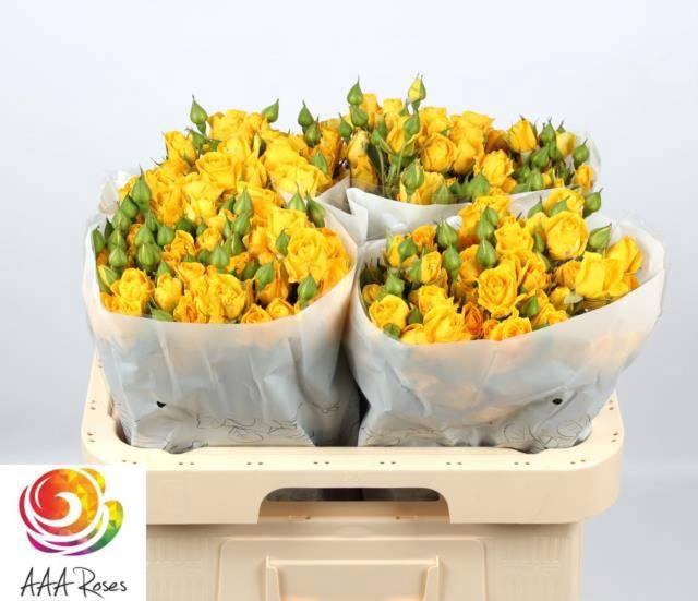 <h4>R TR MARISA</h4>