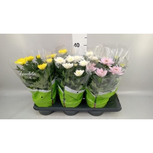 Chrysanthemum  'Zembla'   ..mix