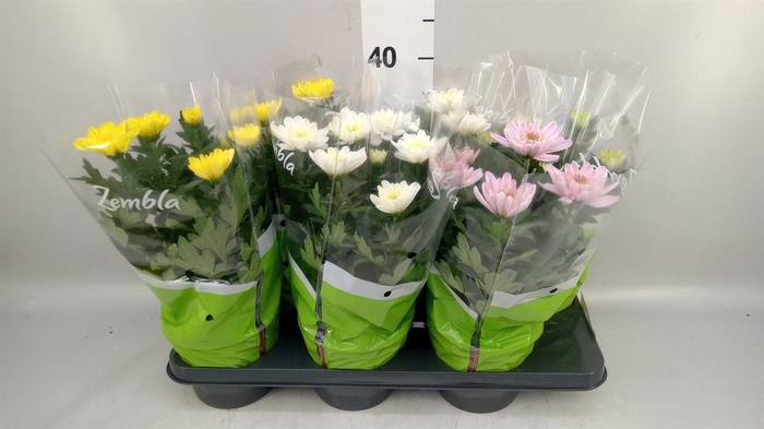 <h4>Chrysanthemum  'Zembla'   ..mix</h4>