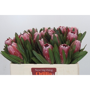 Protea Pink Ice