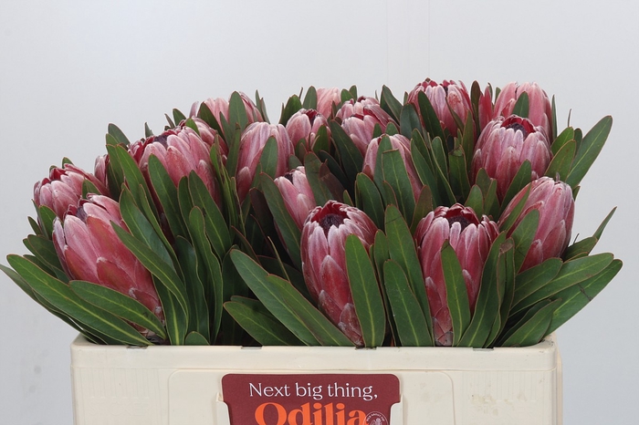 <h4>Protea Pink Ice</h4>