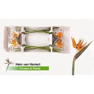 Strelitzia flower