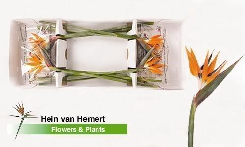 <h4>Strelitzia flower</h4>
