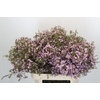 Chamelaucium Dancing Queen