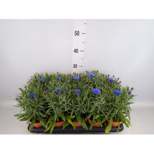 Centaurea   ...