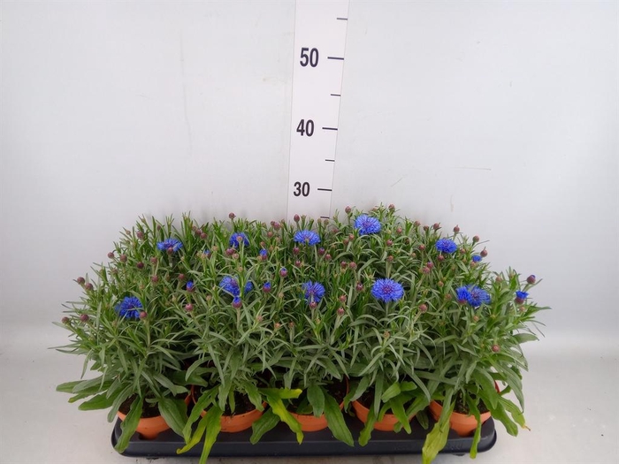 <h4>Centaurea   ...</h4>