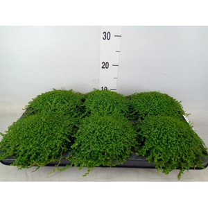 Soleirolia soleirolii   ...green