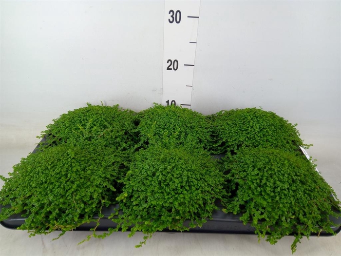 <h4>Soleirolia soleirolii   ...green</h4>