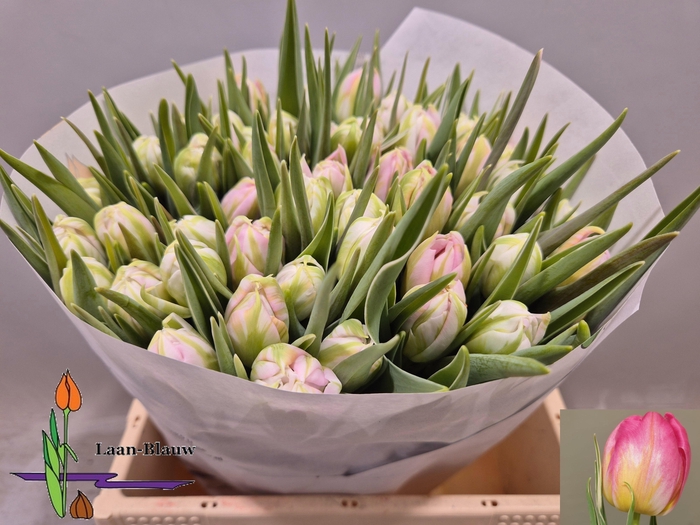 <h4>TU DU DOTCOM</h4>