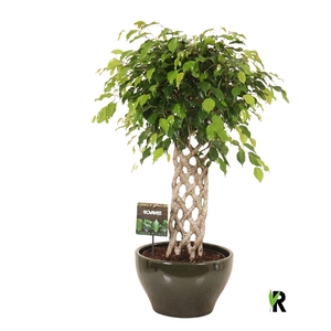 Ficus benj. Exotica gevlochten mat in keramiek rond groen