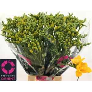 Freesia du Soleil