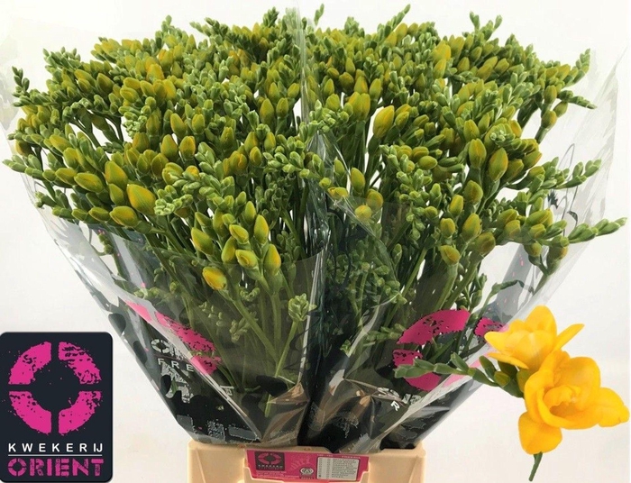 <h4>Freesia du Soleil</h4>