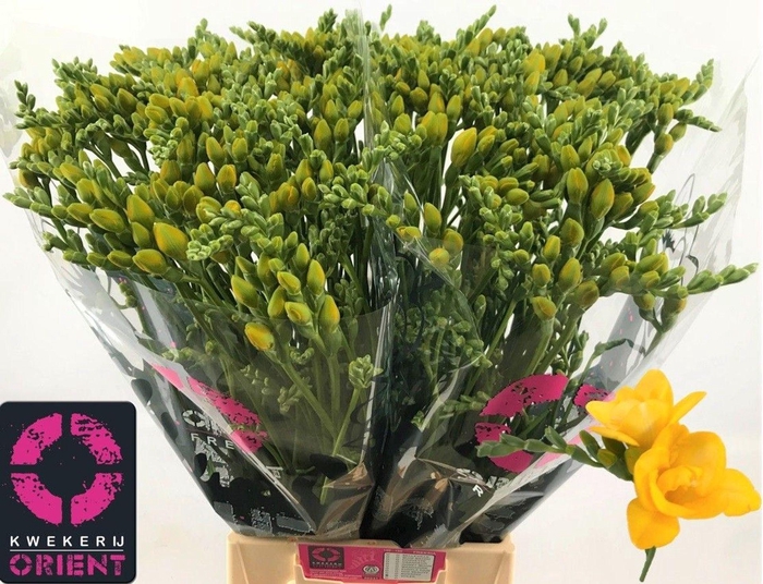 <h4>Freesia du Soleil</h4>