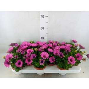 Osteospermum  'Passion Pink'