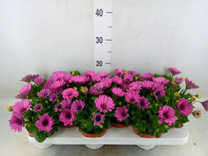 <h4>Osteospermum  'Passion Pink'</h4>