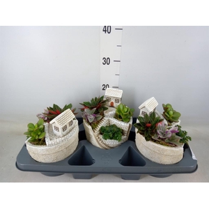 Arr.   Kamerplant Groen H%