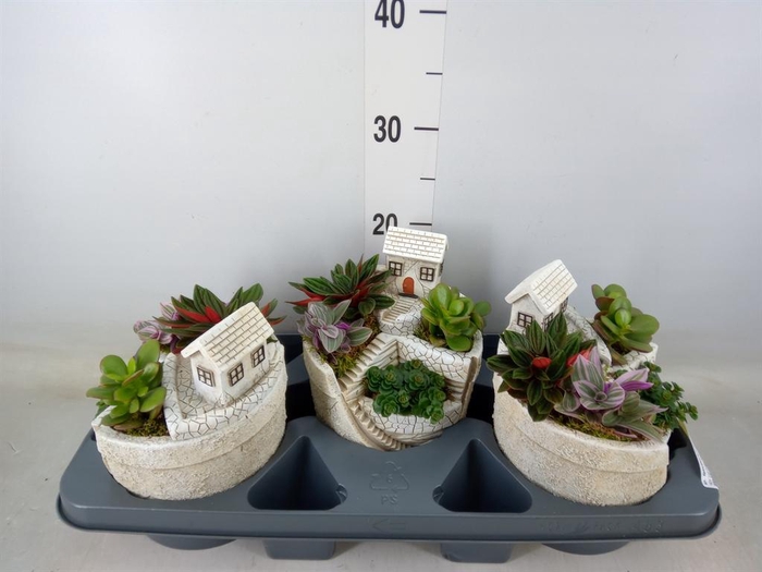 <h4>Arr.   Kamerplant Groen H%</h4>