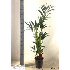 HOWEA FORSTERIANA