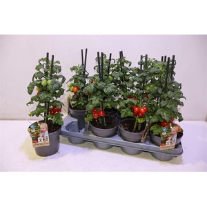 Tomatenplanten