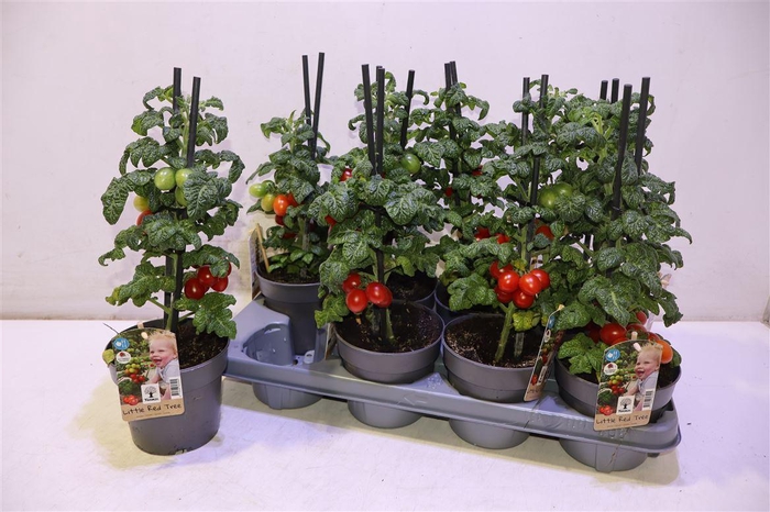 <h4>Tomatenplanten</h4>