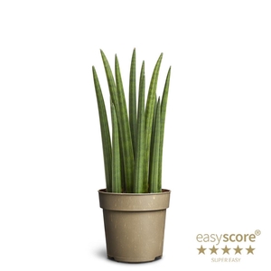 SANSEVIERIA CYLINDRICA P11 ROCKET