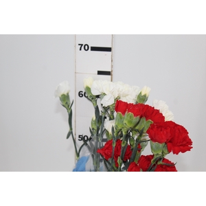 CRAVO 2 CORES B/V 060 CM