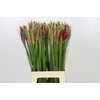 Nerine Mister Nick