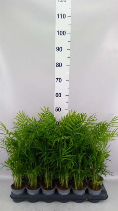 <h4>Chamaedorea elegans</h4>