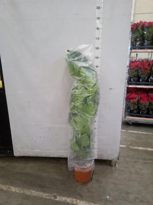 <h4>Monstera delic.</h4>