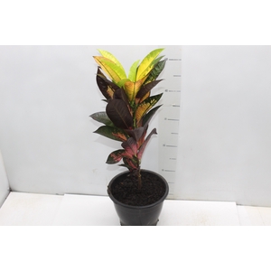 CROTON HIBRIDO VARIADO P19