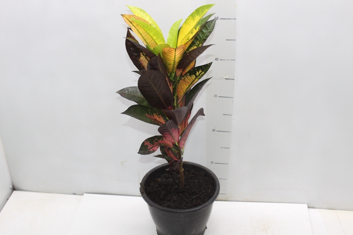 <h4>CROTON HIBRIDO VARIADO P19</h4>