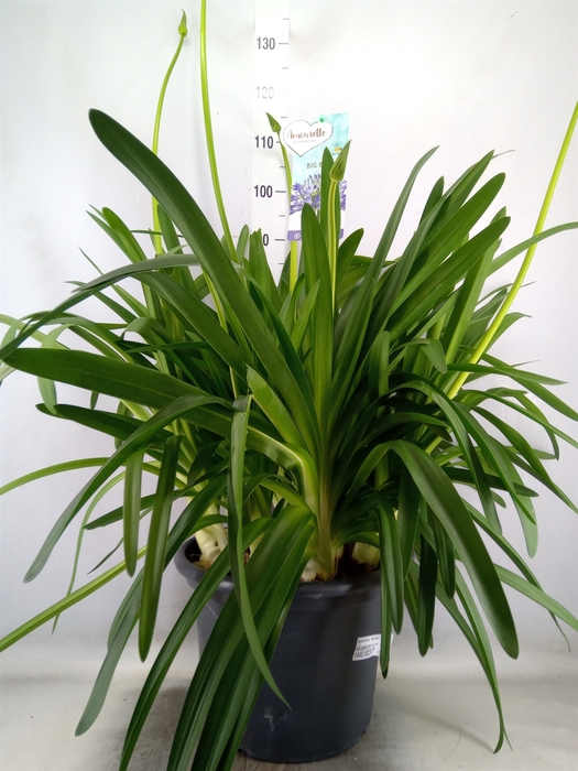<h4>Agapanthus  'Big Blue'</h4>