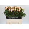 Paeonia Chiffon Parfait