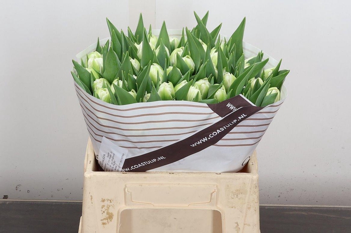 <h4>Tu Du Fortaleza</h4>