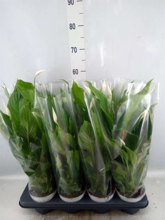 <h4>Spathiphyllum  'Strauss'</h4>