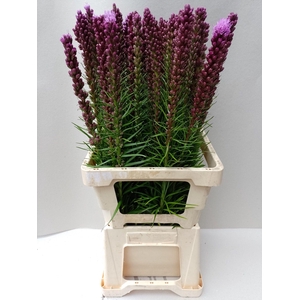 Liatris Spicata