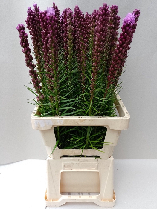 <h4>Liatris Spicata</h4>